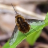 Greater bee fly - Bombylius major | Fotografijos autorius : Romas Ferenca | © Macronature.eu | Macro photography web site