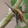 Greater bee fly - Bombylius major | Fotografijos autorius : Gintautas Steiblys | © Macronature.eu | Macro photography web site