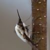 Greater bee fly - Bombylus major | Fotografijos autorius : Zita Gasiūnaitė | © Macronature.eu | Macro photography web site