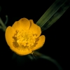 Greater spearwort - Ranunculus lingua | Fotografijos autorius : Joana Katina | © Macrogamta.lt | Šis tinklapis priklauso bendruomenei kuri domisi makro fotografija ir fotografuoja gyvąjį makro pasaulį.