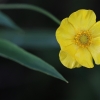 Greater spearwort - Ranunculus lingua | Fotografijos autorius : Agnė Našlėnienė | © Macronature.eu | Macro photography web site
