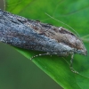 Greater wax moth - Galleria mellonella | Fotografijos autorius : Gintautas Steiblys | © Macronature.eu | Macro photography web site