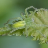 Green Huntsman spider - Micrommata virescens ♀ | Fotografijos autorius : Žilvinas Pūtys | © Macronature.eu | Macro photography web site