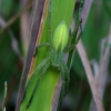 Green Huntsman spider - Micrommata virescens ♀ | Fotografijos autorius : Romas Ferenca | © Macronature.eu | Macro photography web site