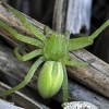 Green Huntsman spider - Micrommata virescens | Fotografijos autorius : Kazimieras Martinaitis | © Macronature.eu | Macro photography web site
