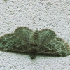 Green Pug - Pasiphila rectangulata | Fotografijos autorius : Vidas Brazauskas | © Macronature.eu | Macro photography web site