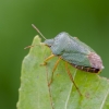 Green Shieldbug | Palomena prasina | Fotografijos autorius : Darius Baužys | © Macronature.eu | Macro photography web site