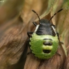 Medinė skydblakė - Palomena prasina, nimfa | Fotografijos autorius : Vidas Brazauskas | © Macronature.eu | Macro photography web site