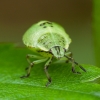 Green Shieldbug - Palomena prasina, nymph | Fotografijos autorius : Žilvinas Pūtys | © Macronature.eu | Macro photography web site