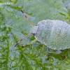 Green Shieldbug - Palomena prasina, nymph | Fotografijos autorius : Gediminas Gražulevičius | © Macronature.eu | Macro photography web site