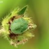 Medinė skydblakė - Palomena prasina, nimfa | Fotografijos autorius : Darius Baužys | © Macronature.eu | Macro photography web site