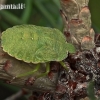 Green Shieldbug - Palomena prasina, nymph | Fotografijos autorius : Armandas Ka | © Macronature.eu | Macro photography web site