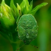 Green Shieldbug - Palomena prasina, nymph | Fotografijos autorius : Romas Ferenca | © Macronature.eu | Macro photography web site