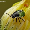 Green Shieldbug - Palomena prasina, nymph | Fotografijos autorius : Darius Baužys | © Macronature.eu | Macro photography web site