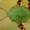 Green Shieldbug - Palomena prasina, nymph | Fotografijos autorius : Gintautas Steiblys | © Macronature.eu | Macro photography web site