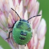 Green Shieldbug - Palomena prasina, nymph | Fotografijos autorius : Gintautas Steiblys | © Macronature.eu | Macro photography web site