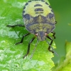 Green Shieldbug - Palomena prasina, nymph | Fotografijos autorius : Darius Baužys | © Macronature.eu | Macro photography web site