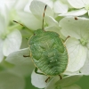 Green Shieldbug - Palomena prasina, nymph | Fotografijos autorius : Vidas Brazauskas | © Macronature.eu | Macro photography web site