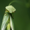 Green Shieldbug - Palomena prasina, nymph | Fotografijos autorius : Vidas Brazauskas | © Macronature.eu | Macro photography web site