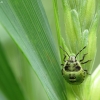 Green Shieldbug - Palomena prasina, nymph | Fotografijos autorius : Vidas Brazauskas | © Macronature.eu | Macro photography web site