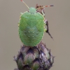 Green Shieldbug - Palomena prasina, nymph | Fotografijos autorius : Žilvinas Pūtys | © Macronature.eu | Macro photography web site