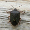 Green Shieldbug - Palomena prasina | Fotografijos autorius : Vytautas Gluoksnis | © Macronature.eu | Macro photography web site