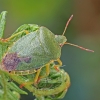 Green Shieldbug - Palomena prasina | Fotografijos autorius : Gintautas Steiblys | © Macronature.eu | Macro photography web site