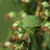 Green Shieldbug - Palomena prasina | Fotografijos autorius : Vidas Brazauskas | © Macronature.eu | Macro photography web site