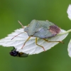 Green Shieldbug - Palomena prasina | Fotografijos autorius : Darius Baužys | © Macronature.eu | Macro photography web site