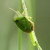 Green Shieldbug - Palomena prasina | Fotografijos autorius : Vidas Brazauskas | © Macronature.eu | Macro photography web site