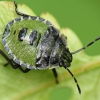 Green Shieldbug - Palomena prasina | Fotografijos autorius : Vidas Brazauskas | © Macronature.eu | Macro photography web site