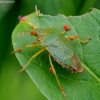 Green Shieldbug - Palomena prasina | Fotografijos autorius : Romas Ferenca | © Macronature.eu | Macro photography web site