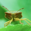 Green Shieldbug - Palomena prasina | Fotografijos autorius : Žilvinas Pūtys | © Macronature.eu | Macro photography web site