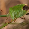 Green Shieldbug - Palomena prasina | Fotografijos autorius : Žilvinas Pūtys | © Macronature.eu | Macro photography web site