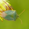 Green Shieldbug - Palomena prasina | Fotografijos autorius : Darius Baužys | © Macronature.eu | Macro photography web site