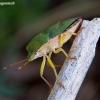 Green Shieldbug - Palomena prasina | Fotografijos autorius : Romas Ferenca | © Macronature.eu | Macro photography web site