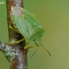 Green Shieldbug - Palomena prasina | Fotografijos autorius : Darius Baužys | © Macronature.eu | Macro photography web site