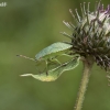 Green Shieldbug - Palomena prasina | Fotografijos autorius : Vilius Grigaliūnas | © Macronature.eu | Macro photography web site