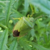 Green Shieldbug - Palomena prasina | Fotografijos autorius : Rasa Gražulevičiūtė | © Macronature.eu | Macro photography web site