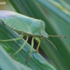 Green Shieldbug - Palomena prasina | Fotografijos autorius : Gediminas Gražulevičius | © Macronature.eu | Macro photography web site