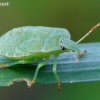 Green Shieldbug - Palomena prasina | Fotografijos autorius : Gediminas Gražulevičius | © Macronature.eu | Macro photography web site