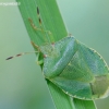 Green Shieldbug - Palomena prasina | Fotografijos autorius : Gediminas Gražulevičius | © Macronature.eu | Macro photography web site