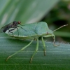 Green Shieldbug - Palomena prasina | Fotografijos autorius : Romas Ferenca | © Macronature.eu | Macro photography web site