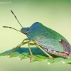 Green Shieldbug - Palomena prasina | Fotografijos autorius : Gediminas Gražulevičius | © Macronature.eu | Macro photography web site