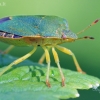 Green Shieldbug - Palomena prasina | Fotografijos autorius : Gediminas Gražulevičius | © Macronature.eu | Macro photography web site