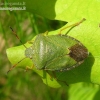 Green Shieldbug - Palomena prasina | Fotografijos autorius : Algirdas Vilkas | © Macronature.eu | Macro photography web site