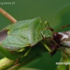 Green Shieldbug - Palomena prasina | Fotografijos autorius : Darius Baužys | © Macronature.eu | Macro photography web site