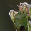 Green Shieldbug - Palomena prasina | Fotografijos autorius : Darius Baužys | © Macronature.eu | Macro photography web site