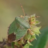 Green Shieldbug - Palomena prasina | Fotografijos autorius : Gintautas Steiblys | © Macronature.eu | Macro photography web site