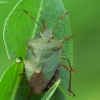 Green Shieldbug - Palomena prasina | Fotografijos autorius : Vidas Brazauskas | © Macronature.eu | Macro photography web site